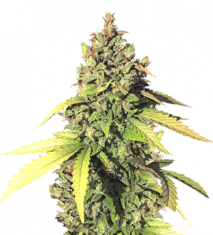 1708341757412.png 1708341757412.png