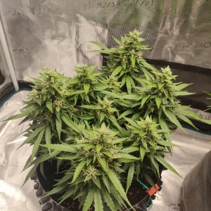 IMG20240221081043.jpg IMG20240221081043.jpg