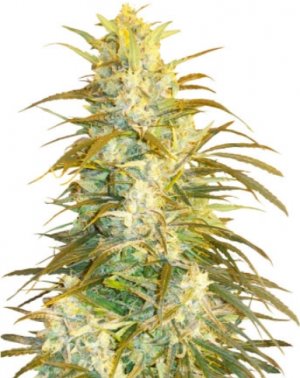 superlicious sativa.jpg