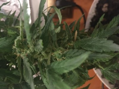 4F78A17B-DDC8-4B47-BBE6-BEAAEF5F892E.jpeg 4F78A17B-DDC8-4B47-BBE6-BEAAEF5F892E.jpeg