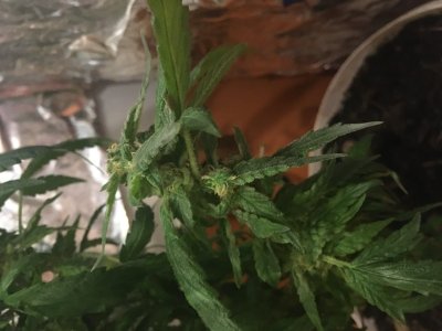 50B6B393-2914-47B2-8199-990E16D91449.jpeg 50B6B393-2914-47B2-8199-990E16D91449.jpeg