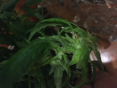 7A4A6A60-735A-4149-BD40-270AE21EC26C.jpeg 7A4A6A60-735A-4149-BD40-270AE21EC26C.jpeg