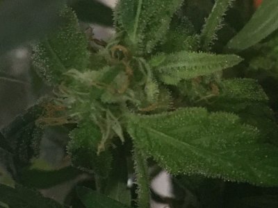 C12806F4-4A3D-4D54-91EA-08A61B2045F9.jpeg C12806F4-4A3D-4D54-91EA-08A61B2045F9.jpeg