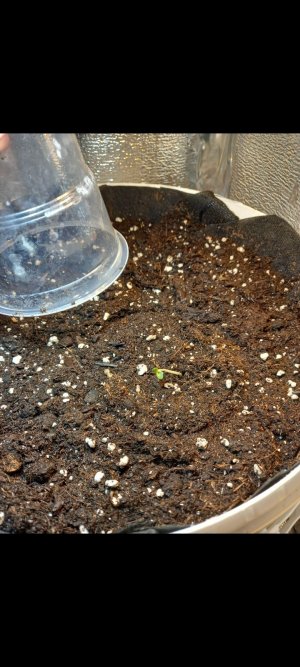 Screenshot_20220212-222127_Gallery.jpg Screenshot_20220212-222127_Gallery.jpg