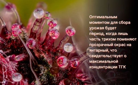 Когда делать харвест автоцветов