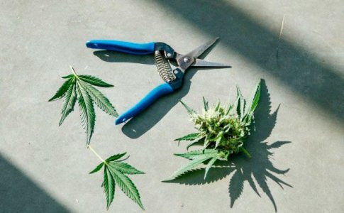 правильный харвест автоцветов