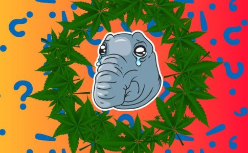 Почему автоцвет медленно растёт