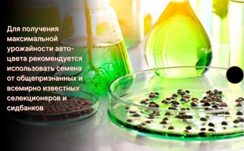 Причины медленного роста автоцвета