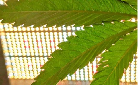 LED светильники для конопли