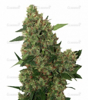 chill-om.jpg chill-om.jpg