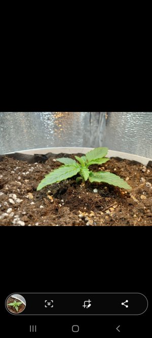 Screenshot_20220219-204817_Gallery.jpg Screenshot_20220219-204817_Gallery.jpg