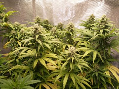 IMG_20220219_165530_204.jpg IMG_20220219_165530_204.jpg