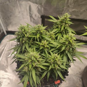 IMG20240224202237.jpg IMG20240224202237.jpg