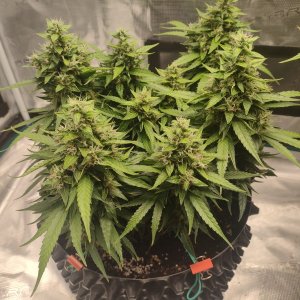 IMG20240224202234.jpg IMG20240224202234.jpg