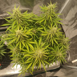 IMG20240224202219.jpg IMG20240224202219.jpg