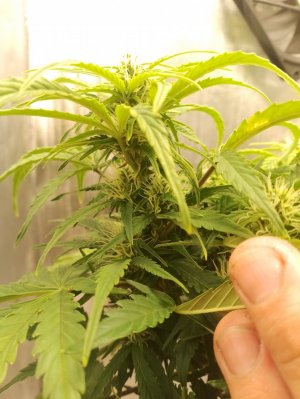 IMG_20240227_124155.jpg IMG_20240227_124155.jpg