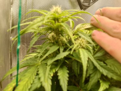 IMG_20240227_124122.jpg IMG_20240227_124122.jpg