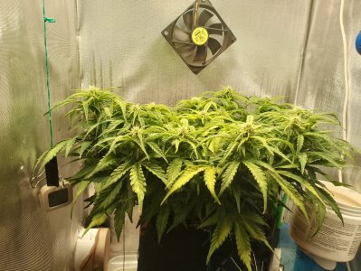 IMG_20240227_124052.jpg IMG_20240227_124052.jpg