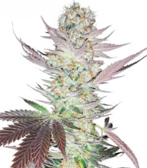 jealousy.jpg jealousy.jpg