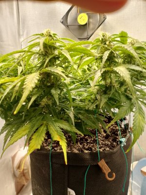 IMG_20240301_142857.jpg IMG_20240301_142857.jpg