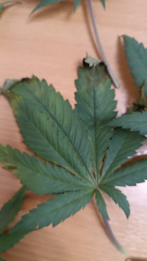 IMG_20240302_075223.jpg IMG_20240302_075223.jpg