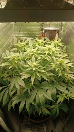 IMG_20240302_075320.jpg IMG_20240302_075320.jpg