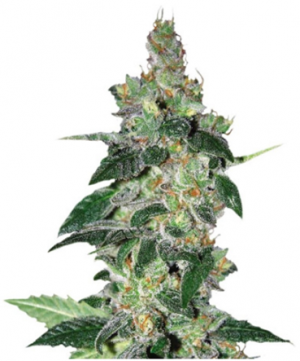 1710231616329.png 1710231616329.png