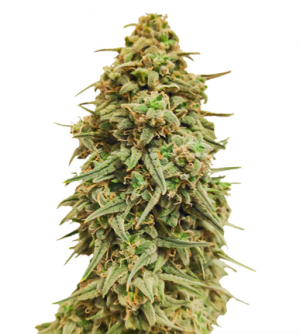 1710868526265.png 1710868526265.png