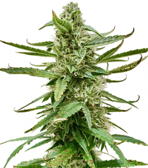 1710868530957.png 1710868530957.png