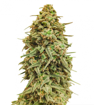 1710868535144.png 1710868535144.png