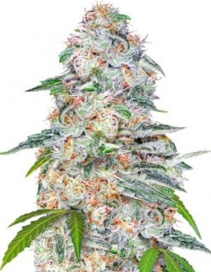 Blue Dream.jpg Blue Dream.jpg