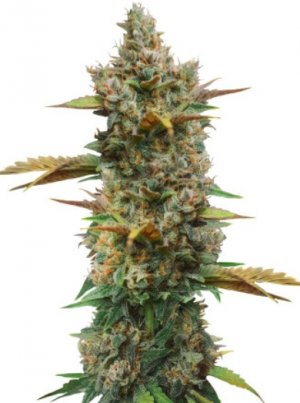 Godzilla Cookies.jpg Godzilla Cookies.jpg