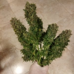 IMG_20240325_165709.jpg IMG_20240325_165709.jpg