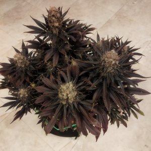 IMG_20240325_173037.jpg IMG_20240325_173037.jpg