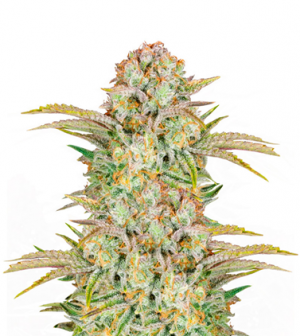 1711452320770.png 1711452320770.png