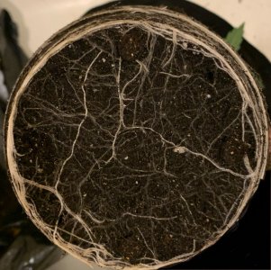 roots01.jpg roots01.jpg