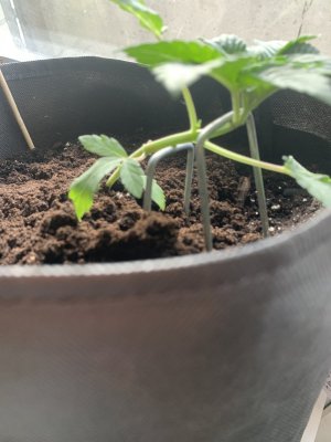 IMG_0115.jpeg IMG_0115.jpeg