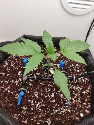 IMG_20240407_215853.jpg IMG_20240407_215853.jpg