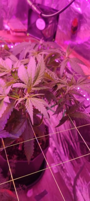 WhatsApp Image 2024-04-07 at 19.51.11 (3).jpeg