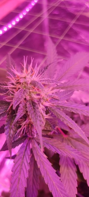 WhatsApp Image 2024-04-07 at 20.01.15.jpeg