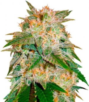 la bella afrodita.jpg la bella afrodita.jpg