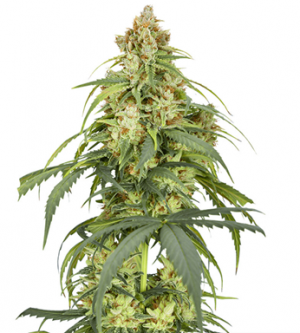 1712835468033.png 1712835468033.png