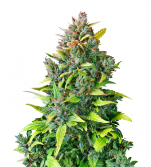 1712835471366.png 1712835471366.png