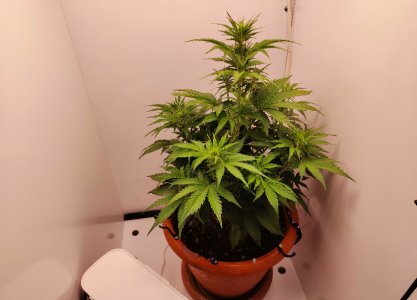 IMG_3315.jpeg IMG_3315.jpeg