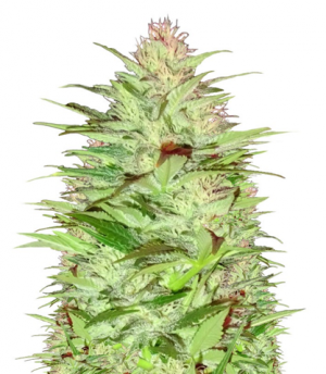 1714049278367.png 1714049278367.png