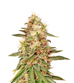 1714049286745.png 1714049286745.png