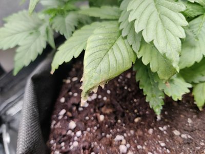 1000018010.jpg 1000018010.jpg