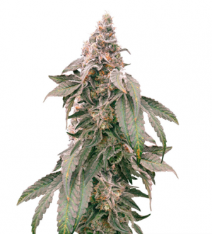 1714123163660.png 1714123163660.png