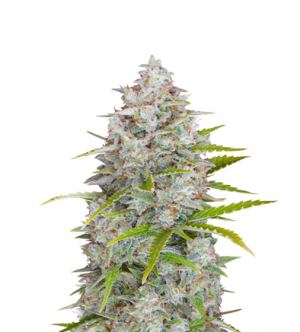 1714123168136.png 1714123168136.png