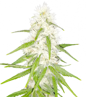 1714123171559.png 1714123171559.png